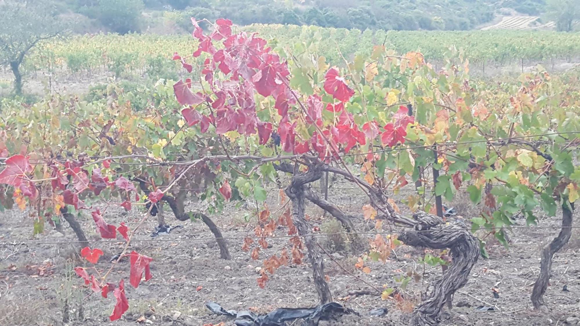 Gite Dans Ancienne Bergerie En Pleine Garrigue Fraissé-des-Corbières المظهر الخارجي الصورة